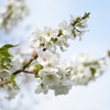 大島桜（オオシマザクラ）