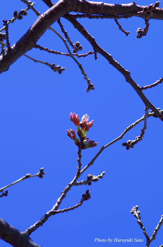 開花目前