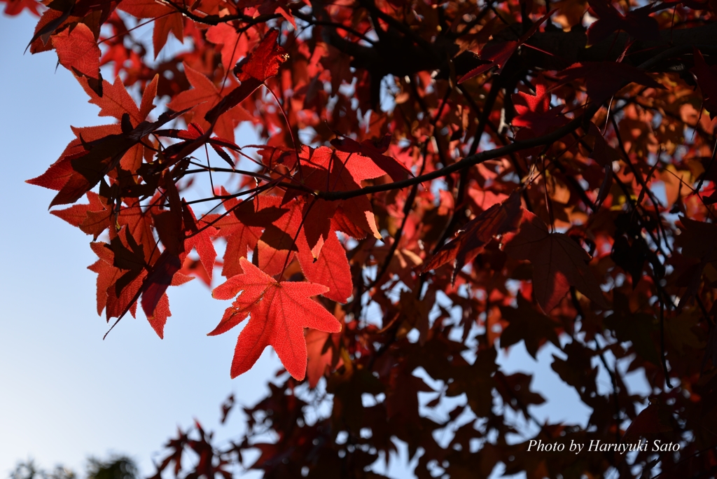 小さな紅葉