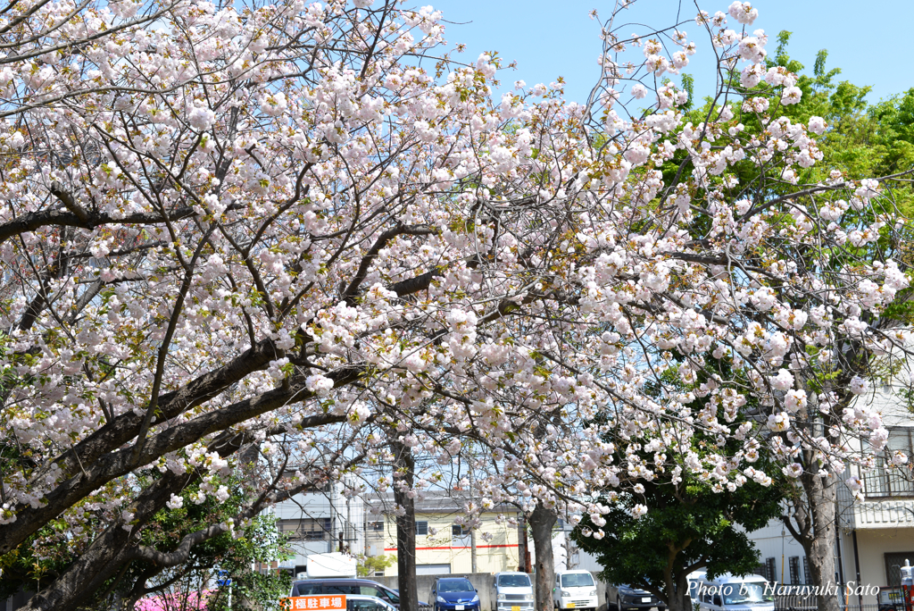 八重桜 満開