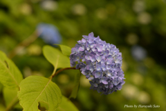 紫陽花