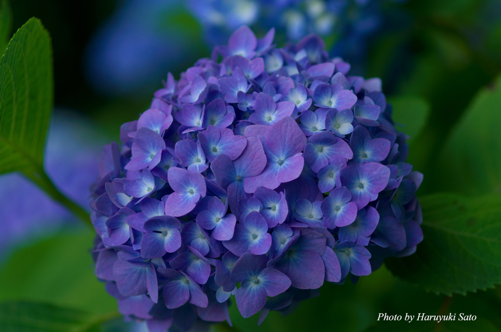 紫陽花