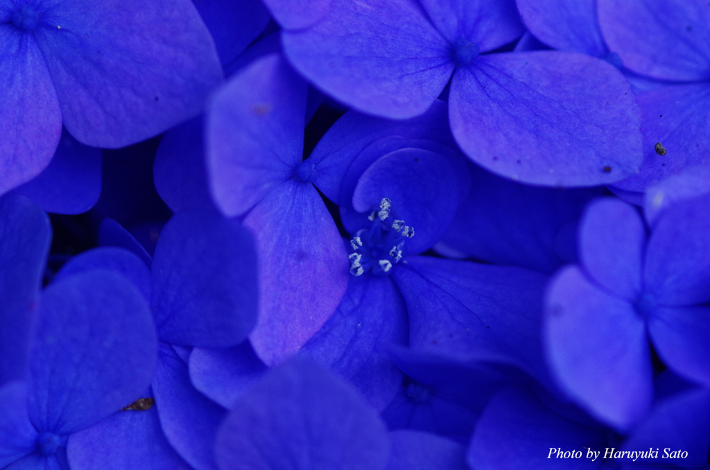 真花（紫陽花）