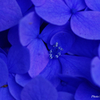 真花（紫陽花）