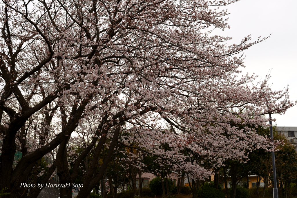 桜 咲く