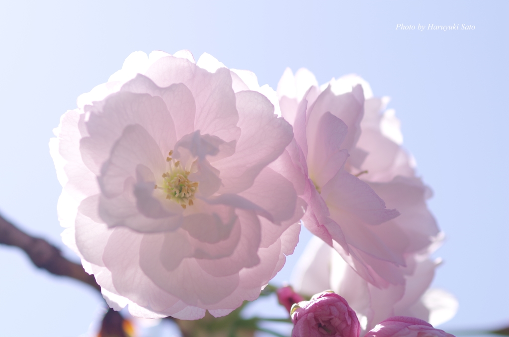 八重桜