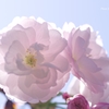 八重桜