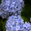 紫陽花の真花
