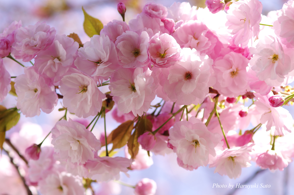 八重桜