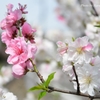 桃の花