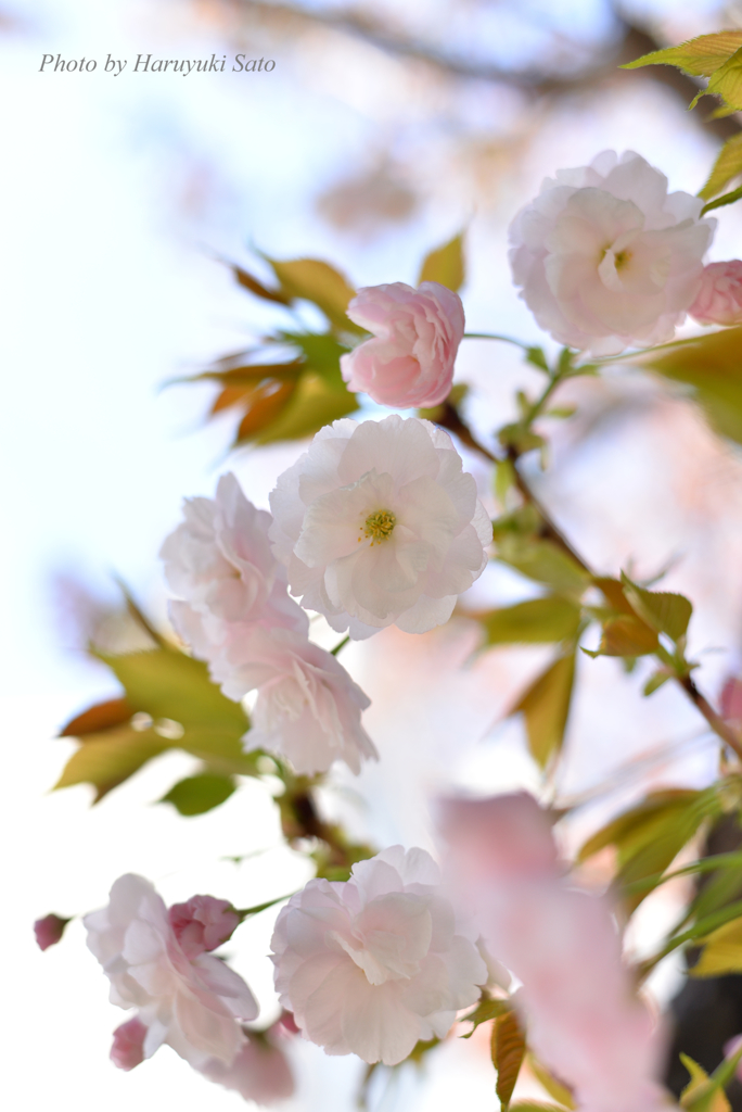 八重桜