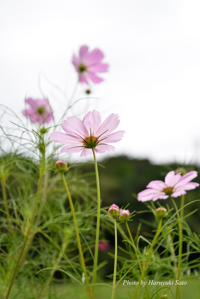 秋桜