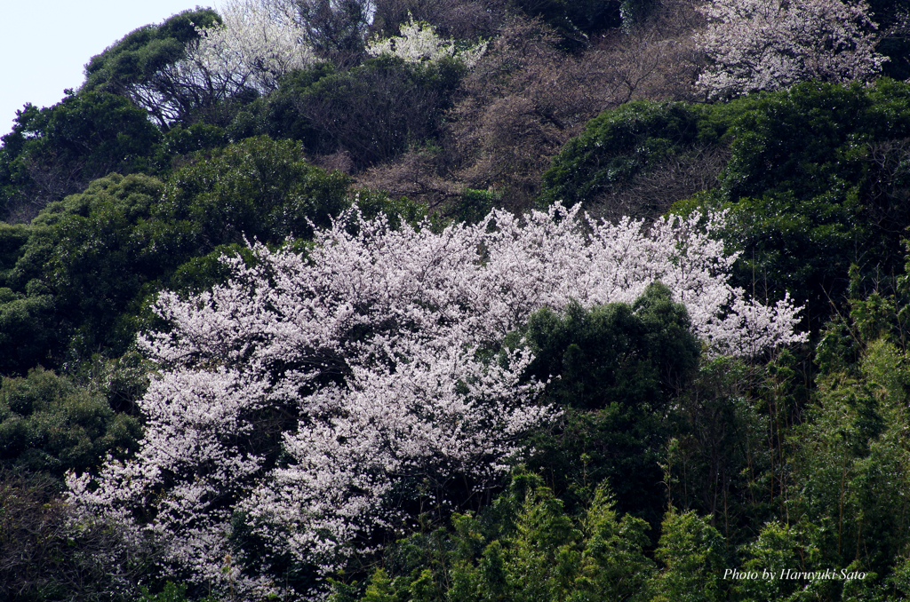 桜