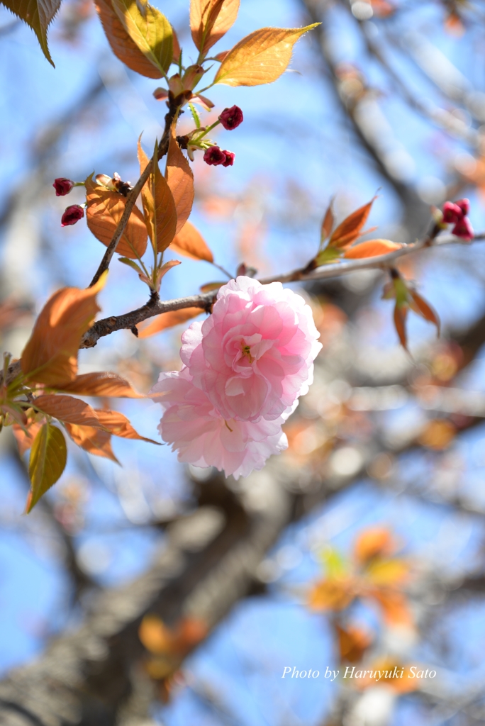 八重桜