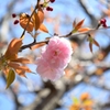 八重桜