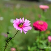 花粉採取中