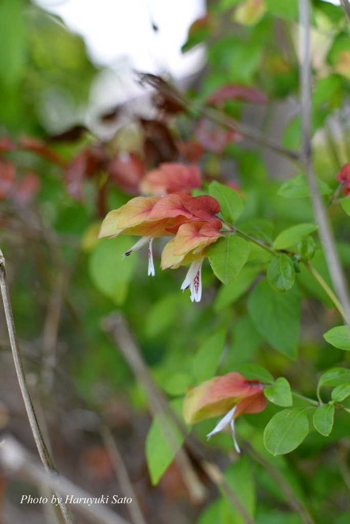 小海老草