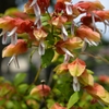 小海老草