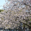 八重桜a