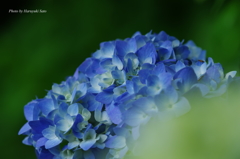 紫陽花（青）