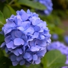 紫陽花
