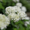 紫陽花（白）