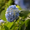 紫陽花