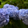 紫陽花 三姉妹