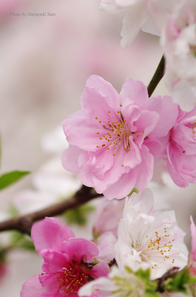 桃の花
