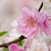 桃の花