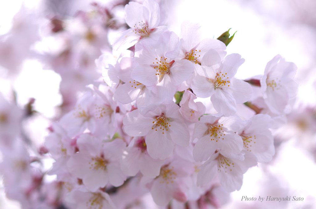 花曇りの桜