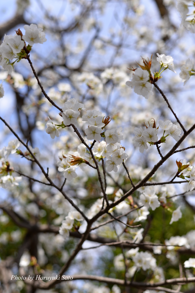 大島桜