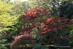 春の紅葉