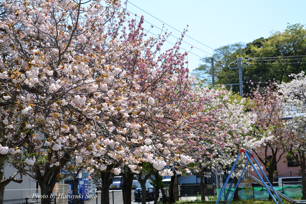 八重桜b