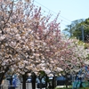 八重桜b