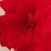 ミニ薔薇