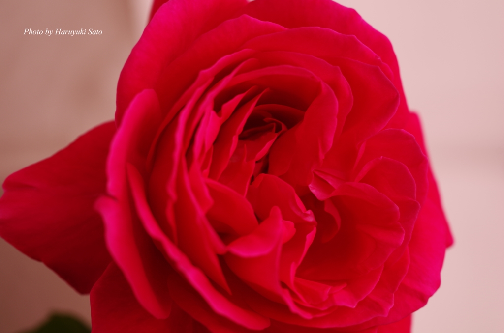 深紅のミニ薔薇