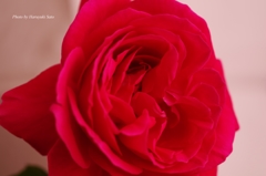 深紅のミニ薔薇
