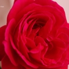 深紅のミニ薔薇