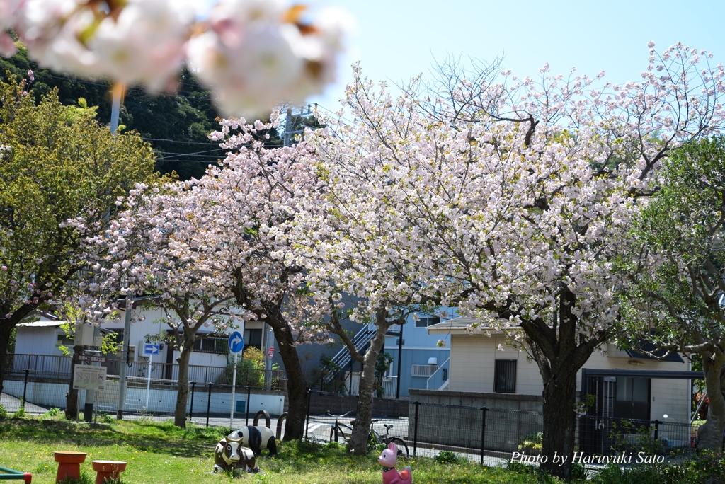 花見