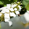 柏葉紫陽花（カシワバアジサイ）