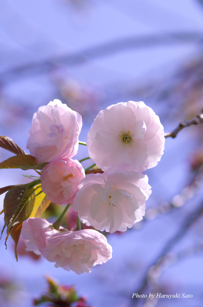 八重桜