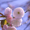 八重桜