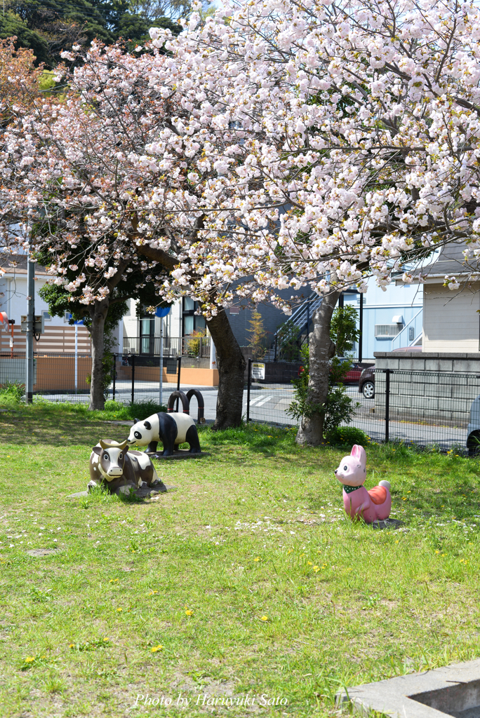 お花見