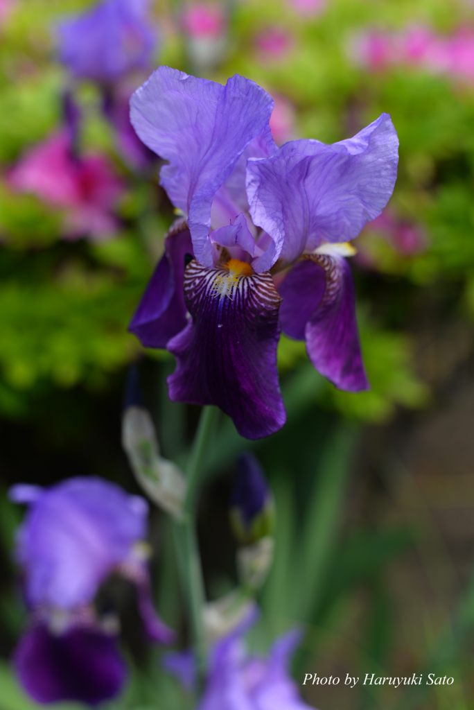 菖蒲（アヤメ）