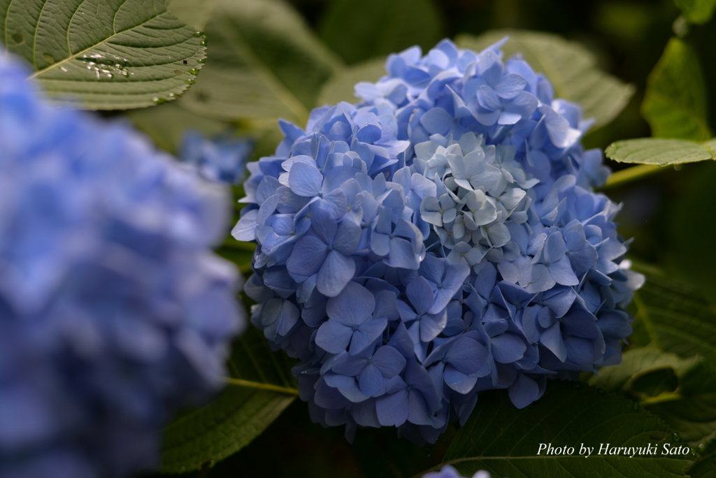 紫陽花（青）