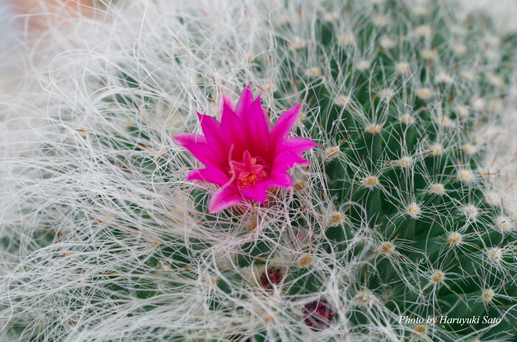 サボテンの花