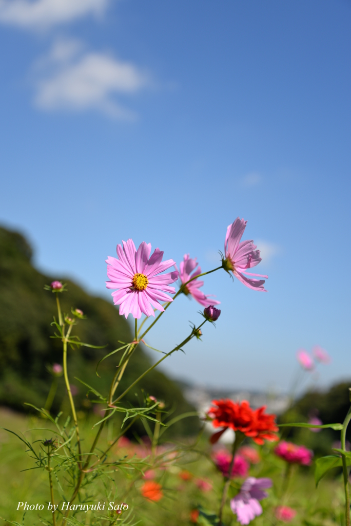 秋桜と秋空