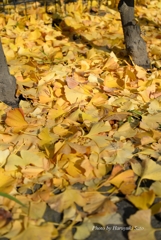 黄葉の絨毯