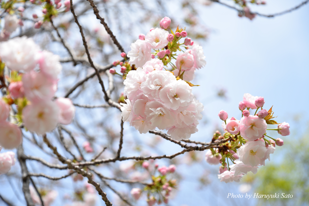 八重桜